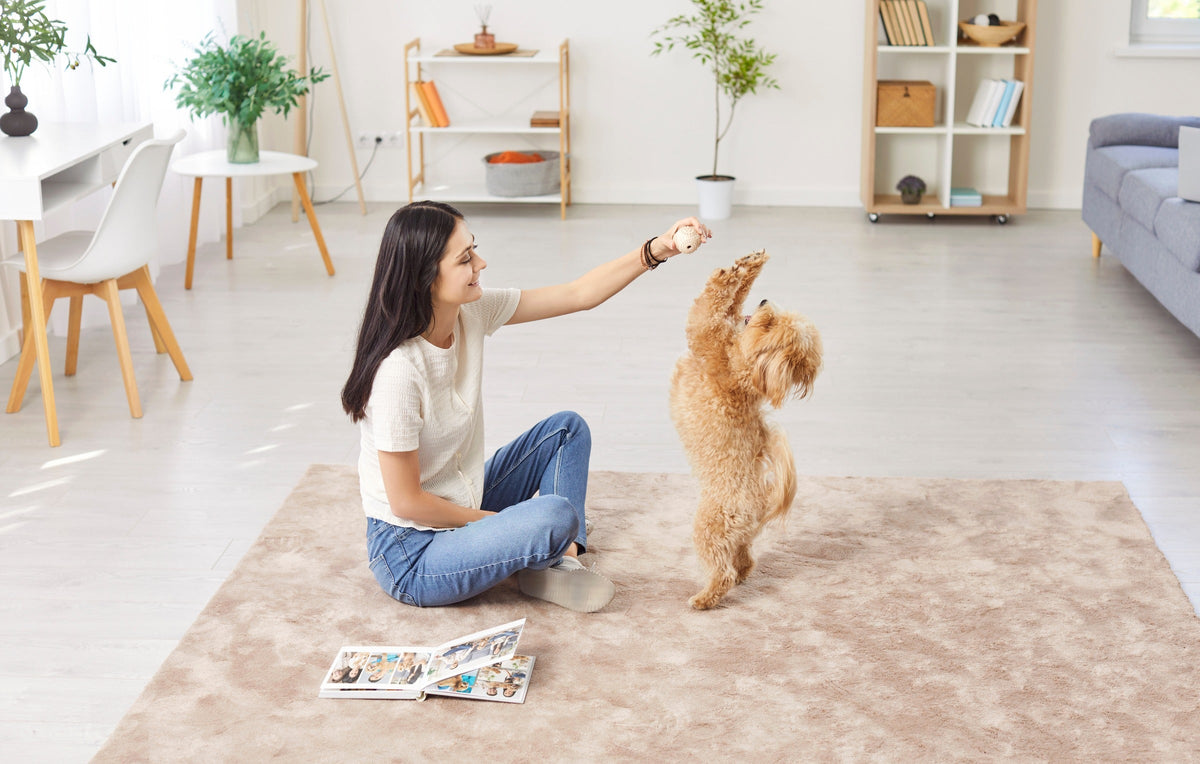 Person seated on the floor holding a treat above a small curly-coated dog.