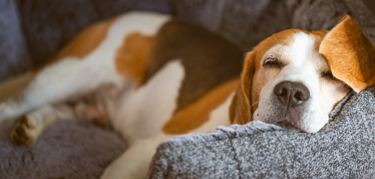 Brown-and-white dog sleeping with its head on a gray blanket.