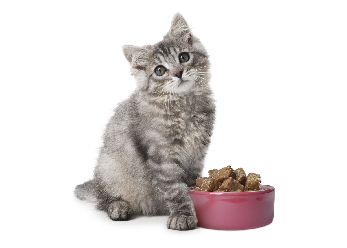 Gray tabby kitten sitting beside a pink bowl of wet food.