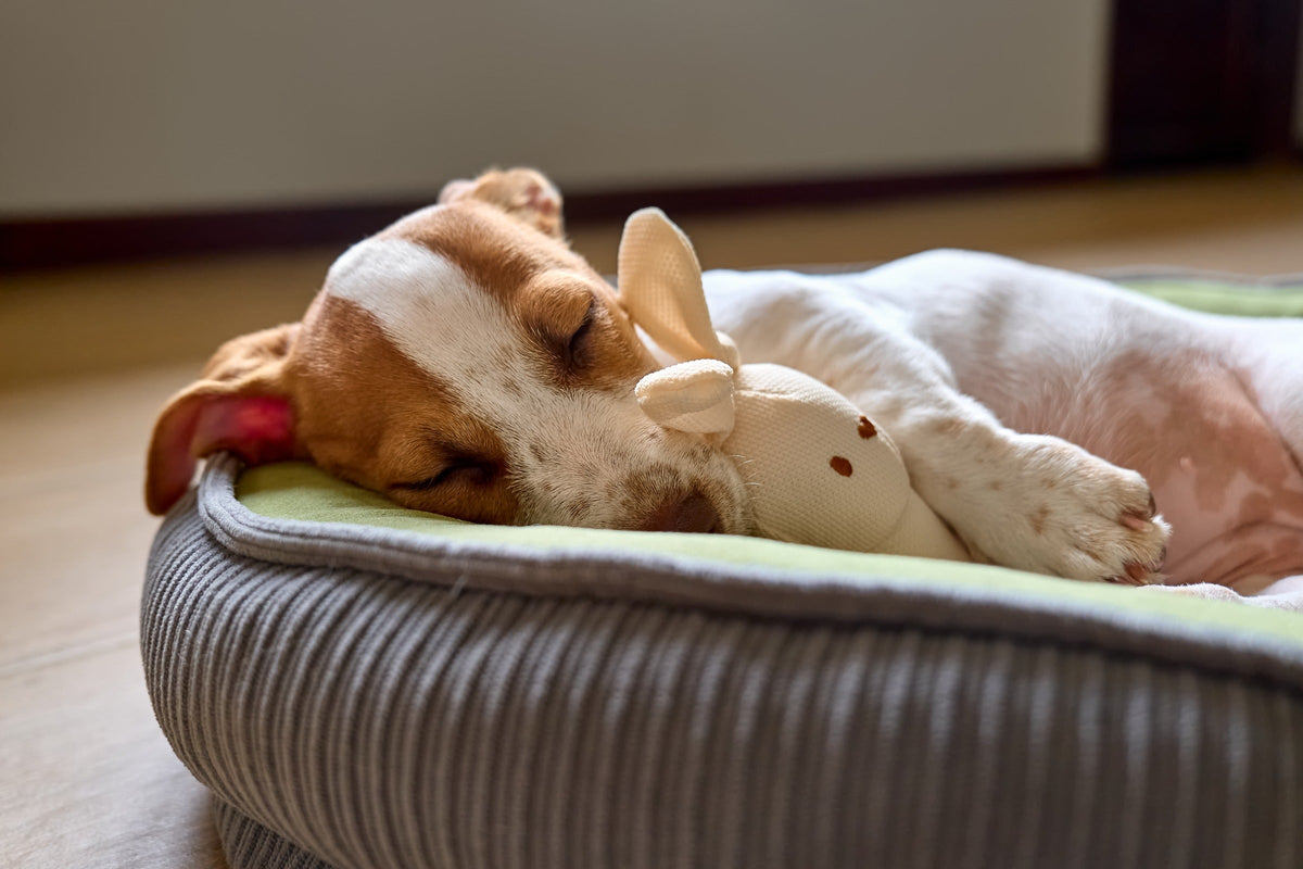 White-and-brown puppy sleeping on a pet bed beside a soft toy.