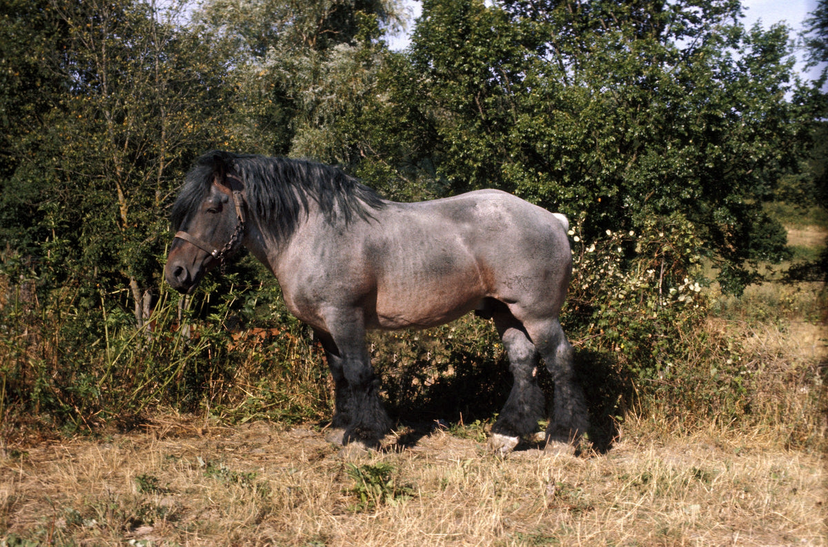 Stocky roan horse with a dark mane standing in a grassy area beside trees.