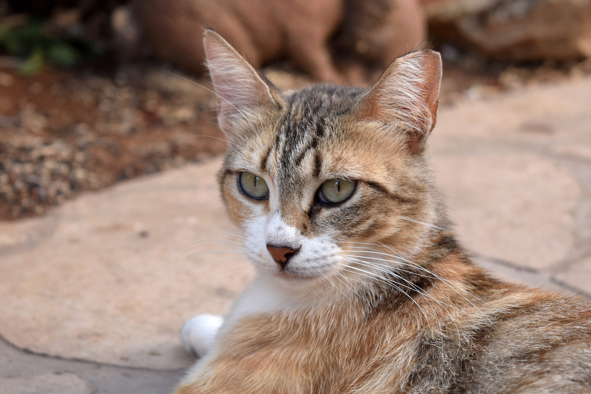 Tabby-and-white cat resting outdoors on paving stones.