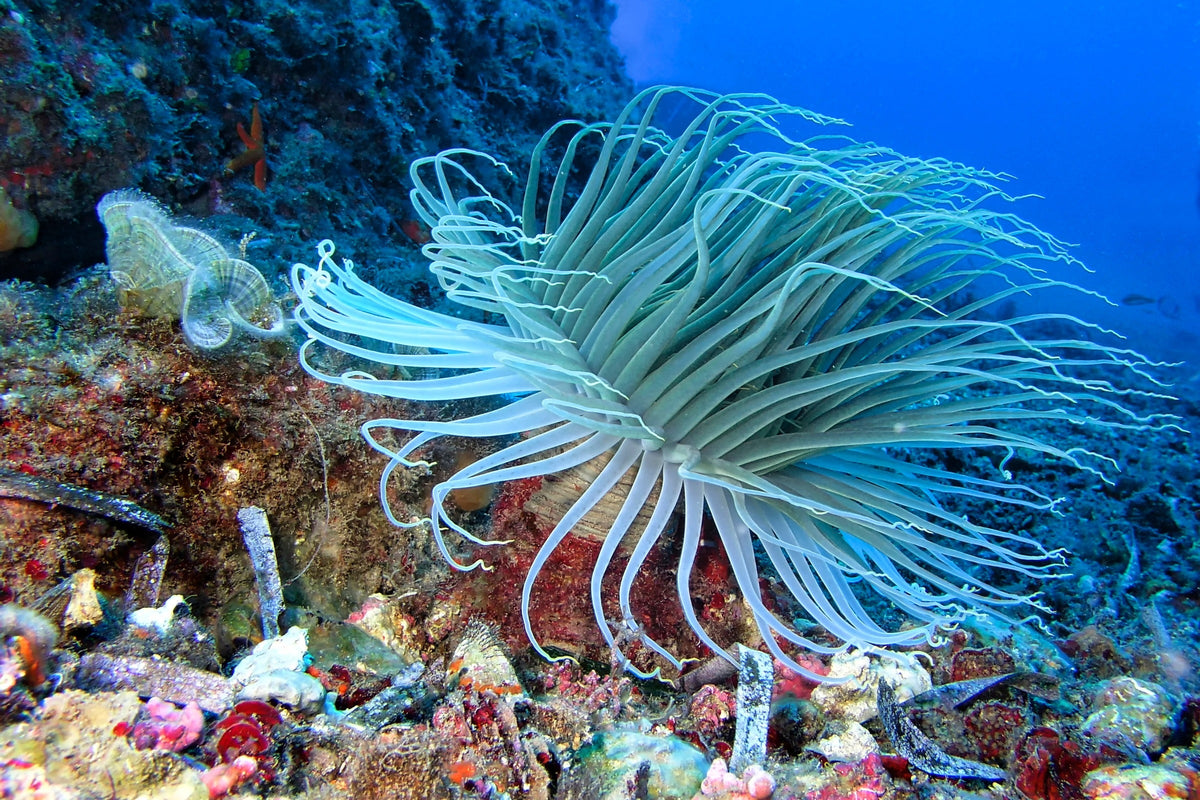 Tube-dwelling anemone extending long pale tentacles beside rocks underwater.