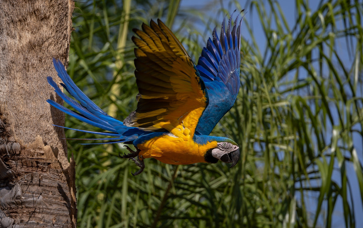 Blue-and-yellow macaw with its wings spread beside a tree.