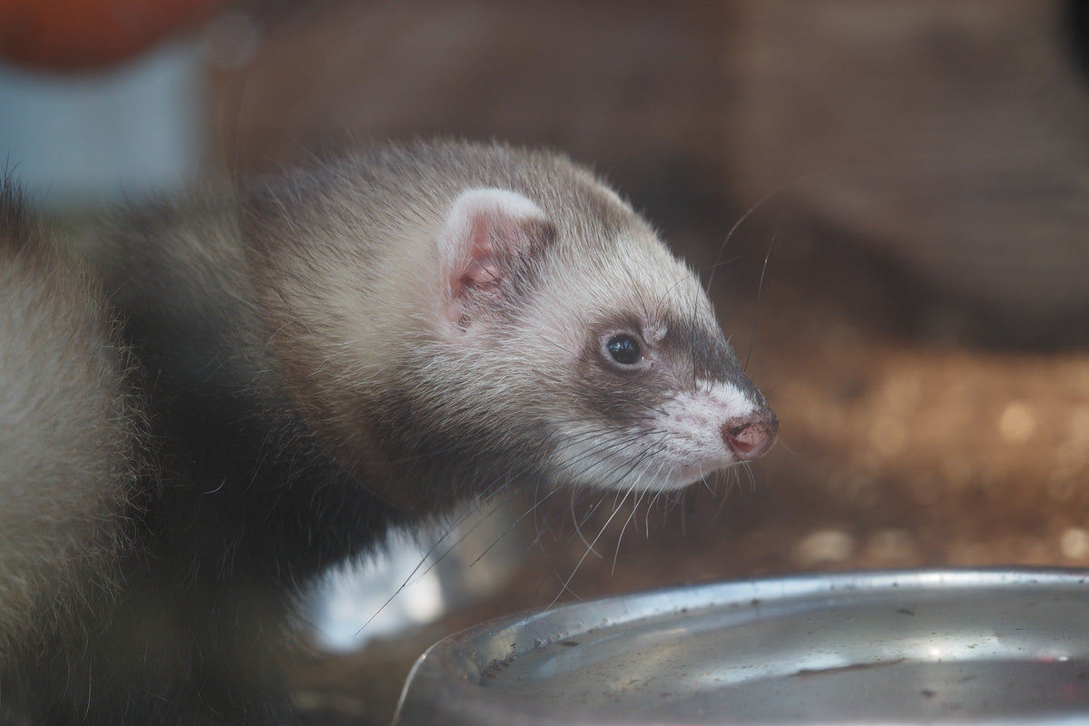 Ferret standing beside a metal bowl.