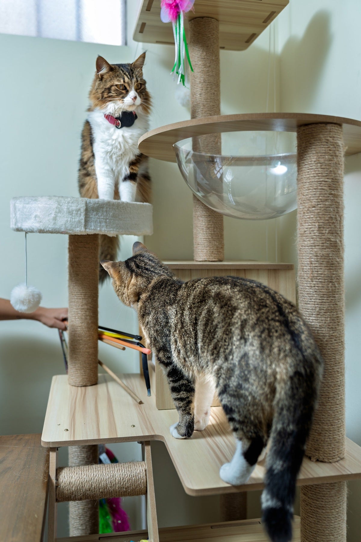 Two tabby cats on different levels of a cat tree.