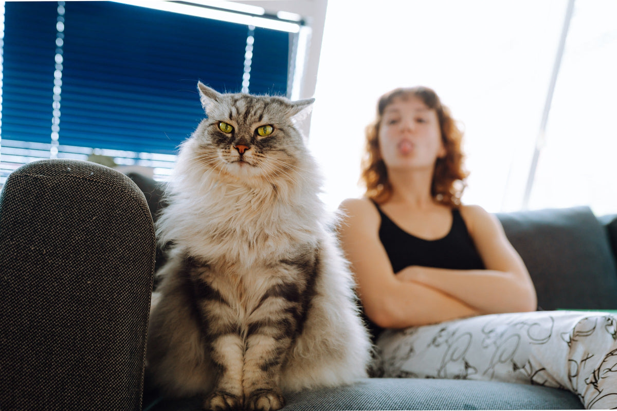 Long-haired tabby cat sitting on a sofa with a person in the background.