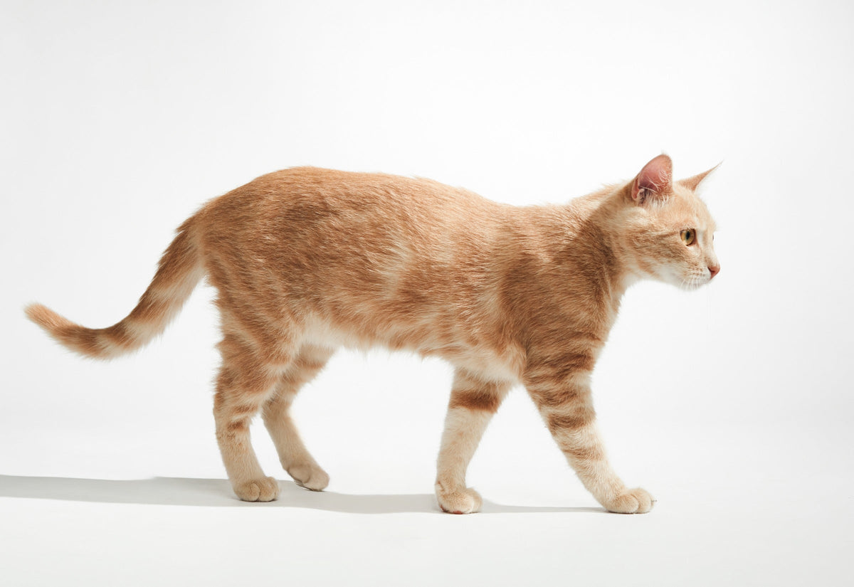 Side view of an orange tabby cat standing against a pale background.