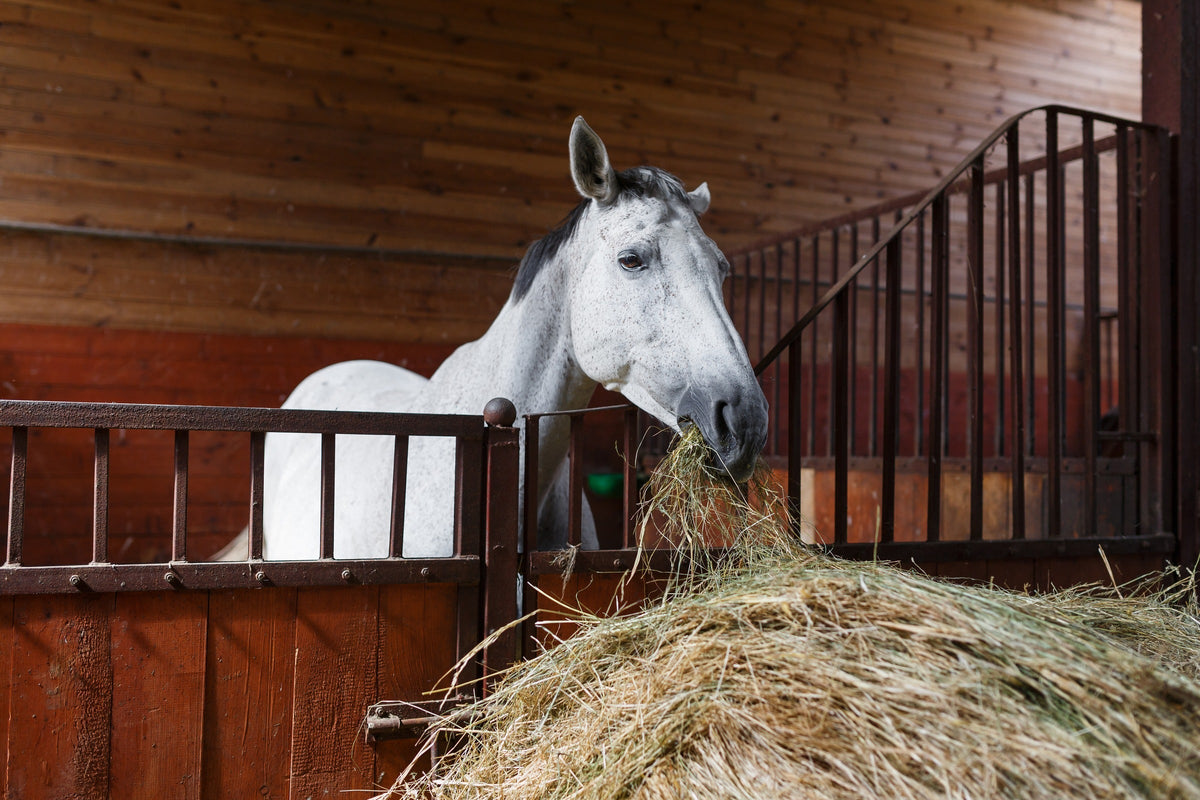 Gray horse eating hay from its stable doorway.
