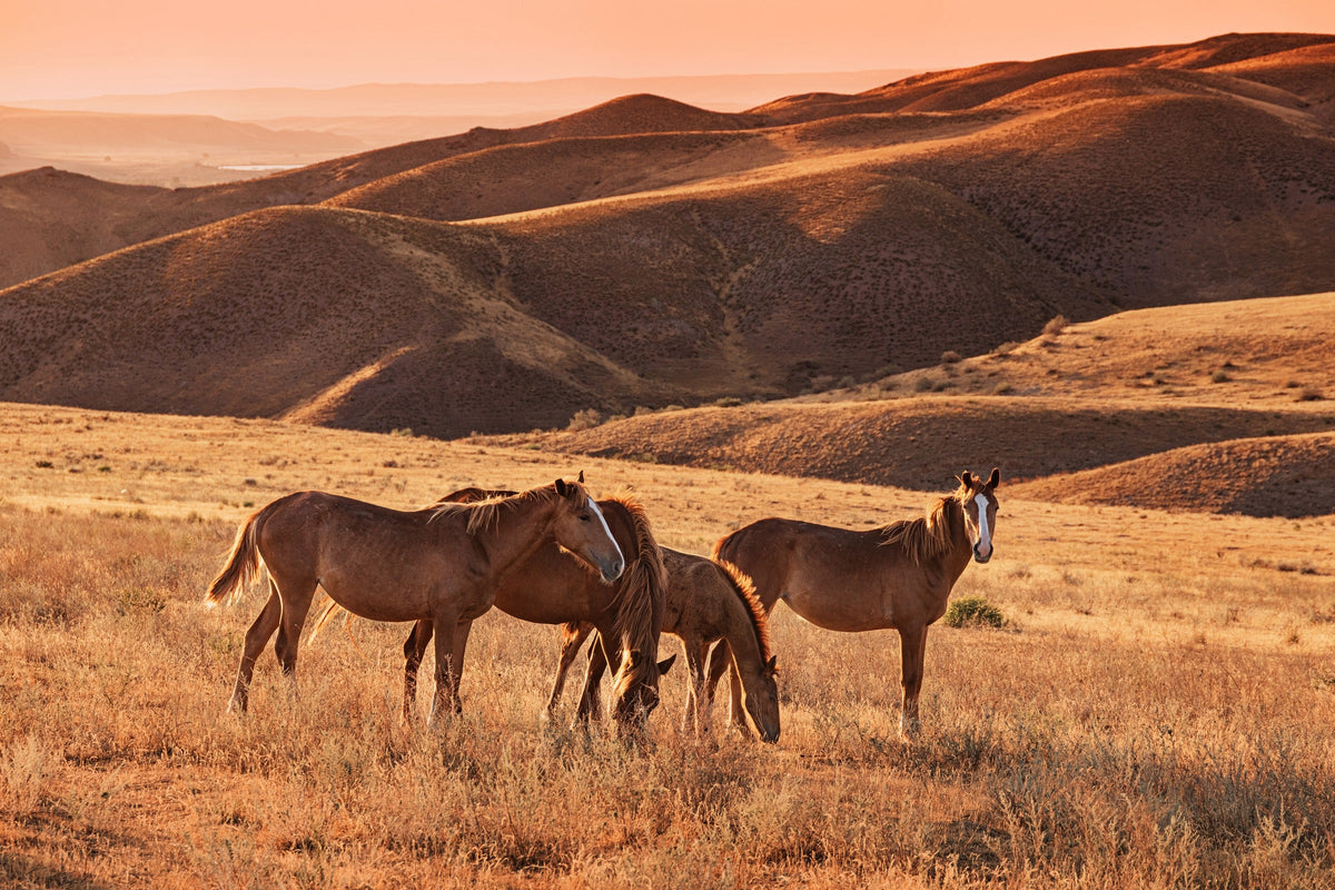 Horses standing and grazing in golden grassland beneath rolling hills.