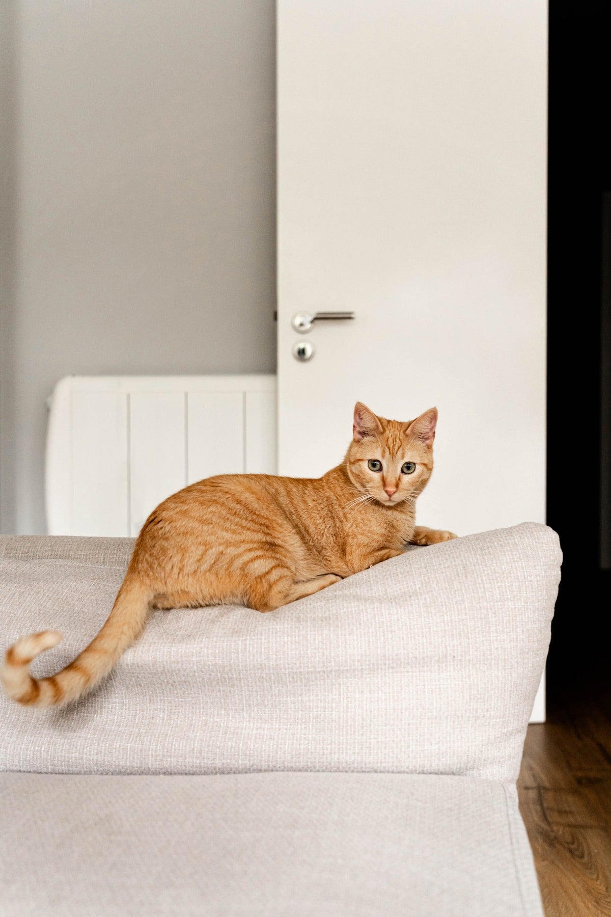 Orange tabby cat resting on the back of a pale sofa.