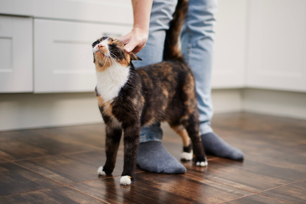 Calico cat standing with its tail upright as a person strokes its head.