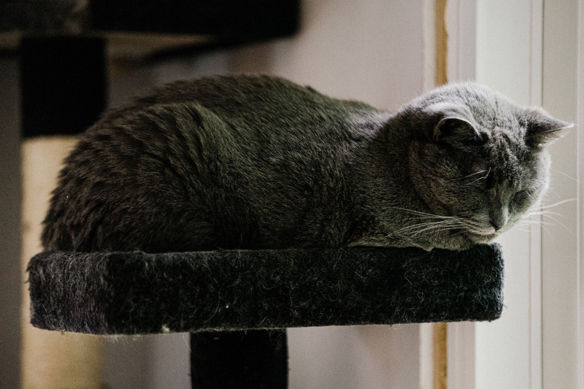 Grey cat lying curled on a black cat-tree platform by a window.