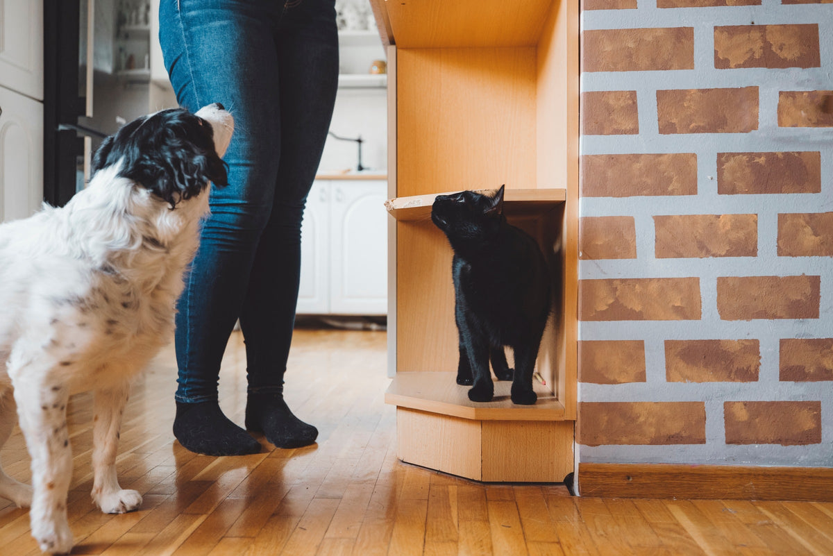 Black-and-white dog and black cat looking up beside a person indoors.
