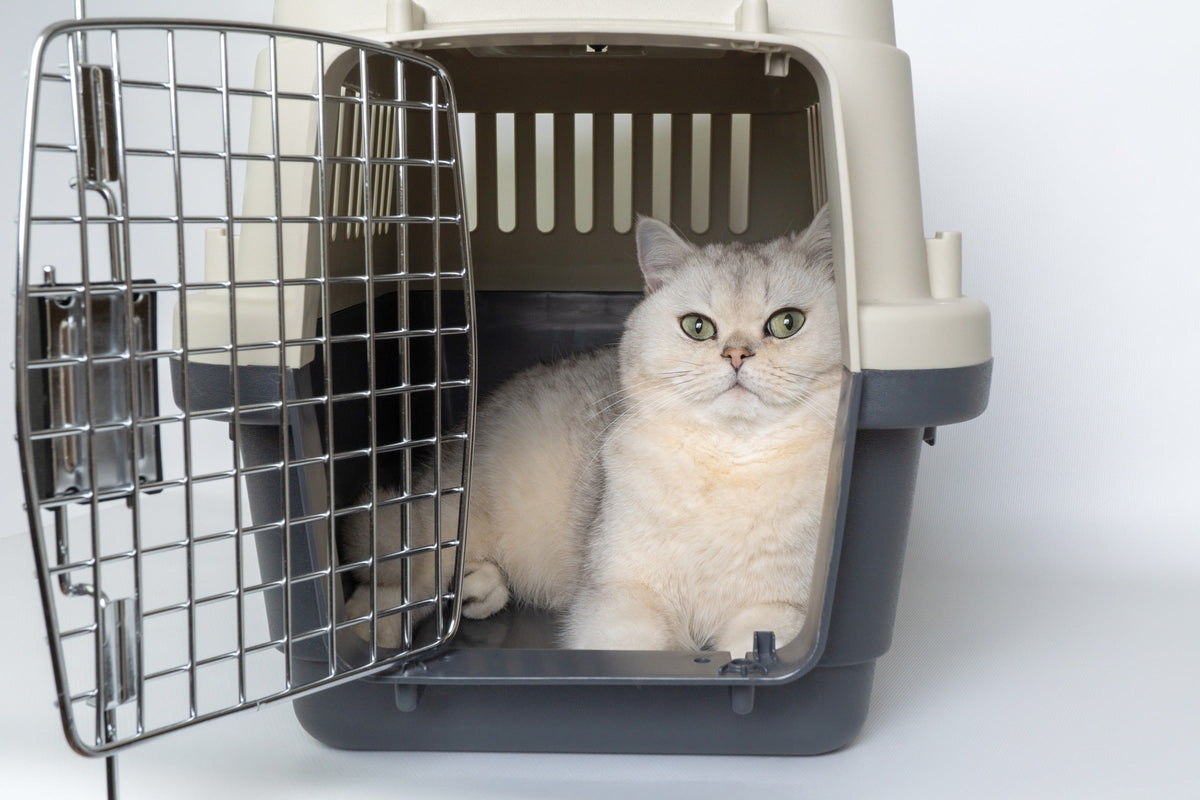 Silver-grey cat sitting inside a pet carrier with the door open.