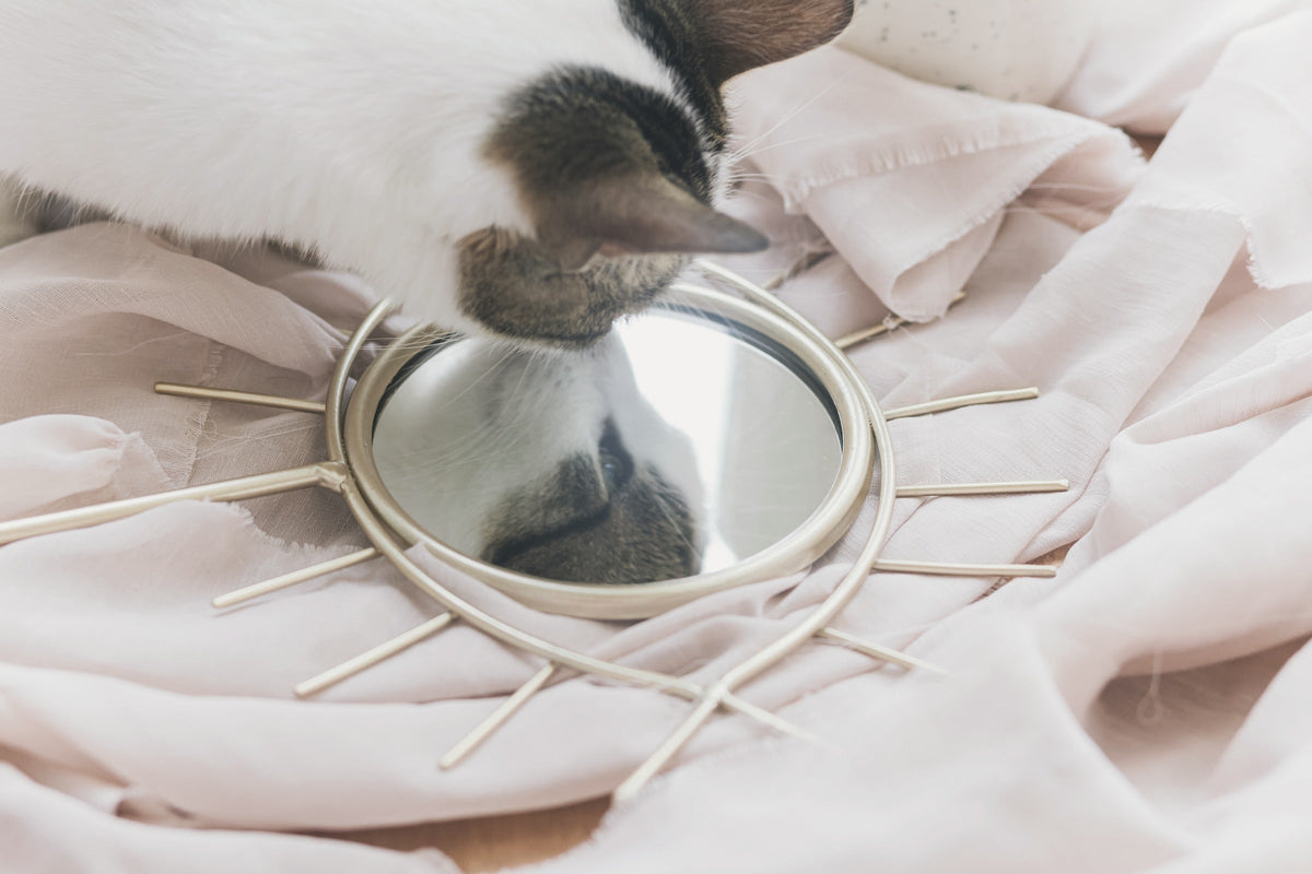 White-and-tabby cat looking down at its reflection in a round mirror.