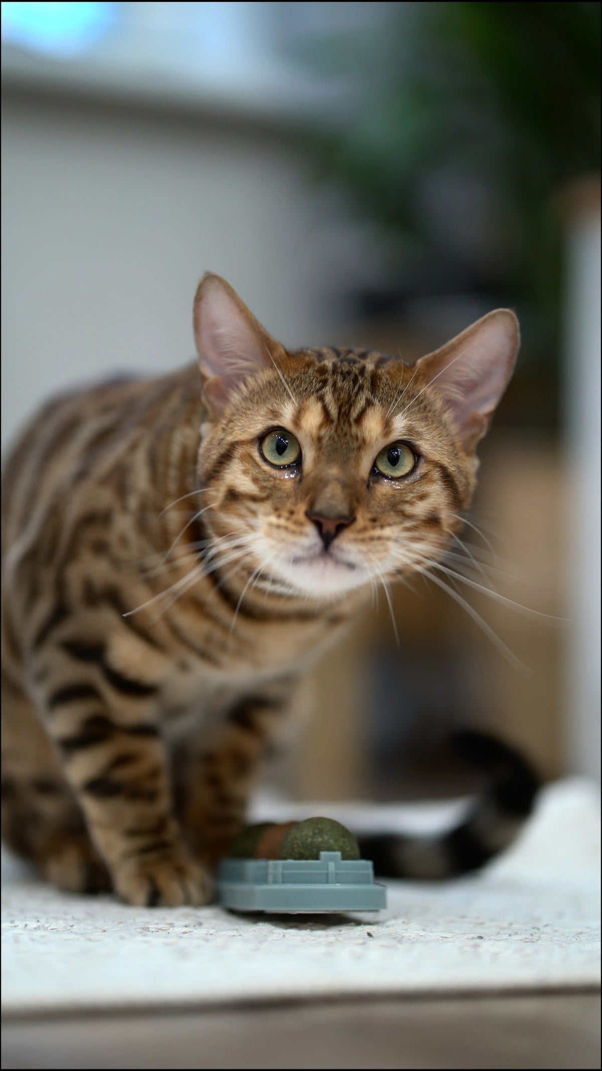 Spotted brown cat standing beside a small object on a carpeted platform.