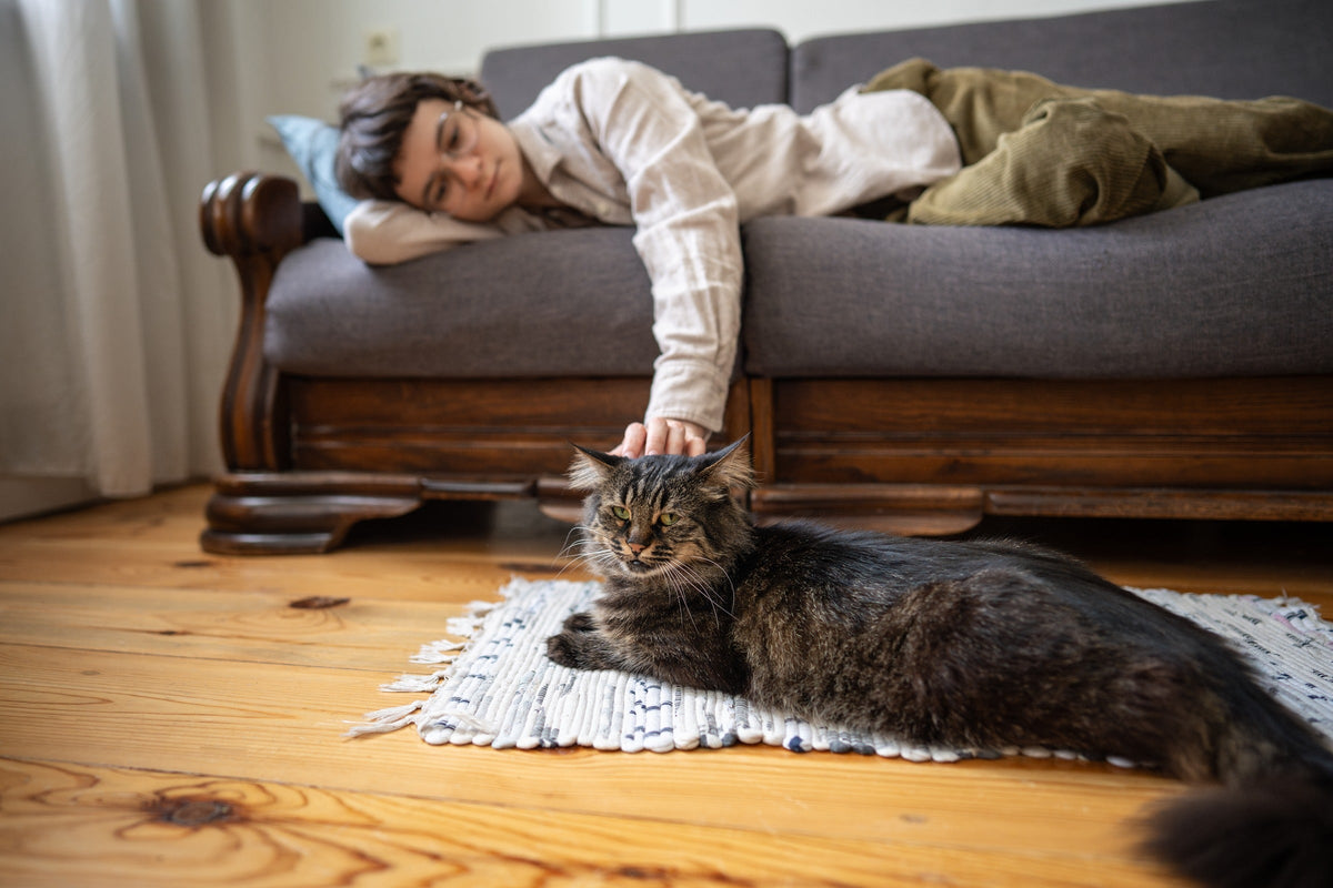 Person resting on a sofa and stroking a long-haired tabby cat on a rug.