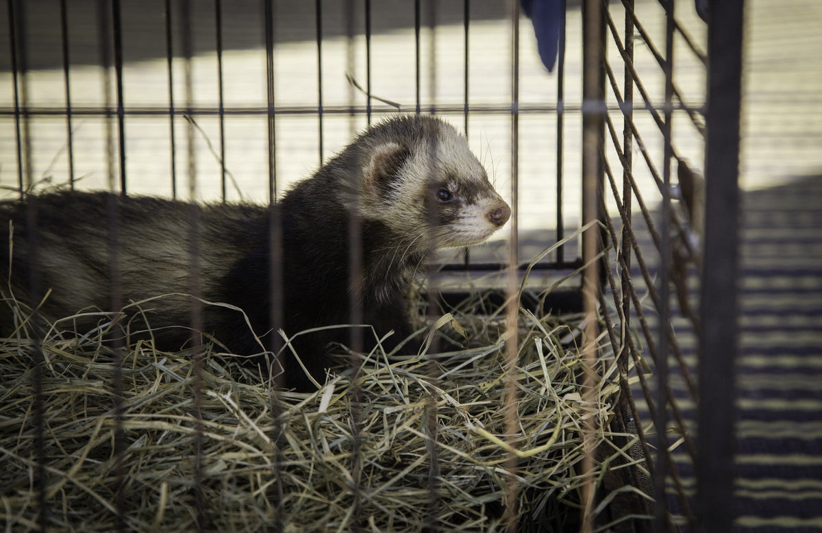 Dark-coated ferret standing on bedding inside an enclosure.