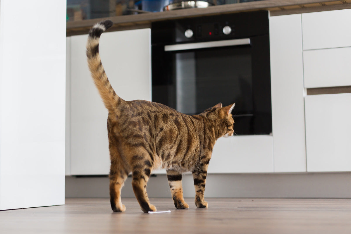 Spotted brown cat standing on the floor in front of kitchen cupboards.