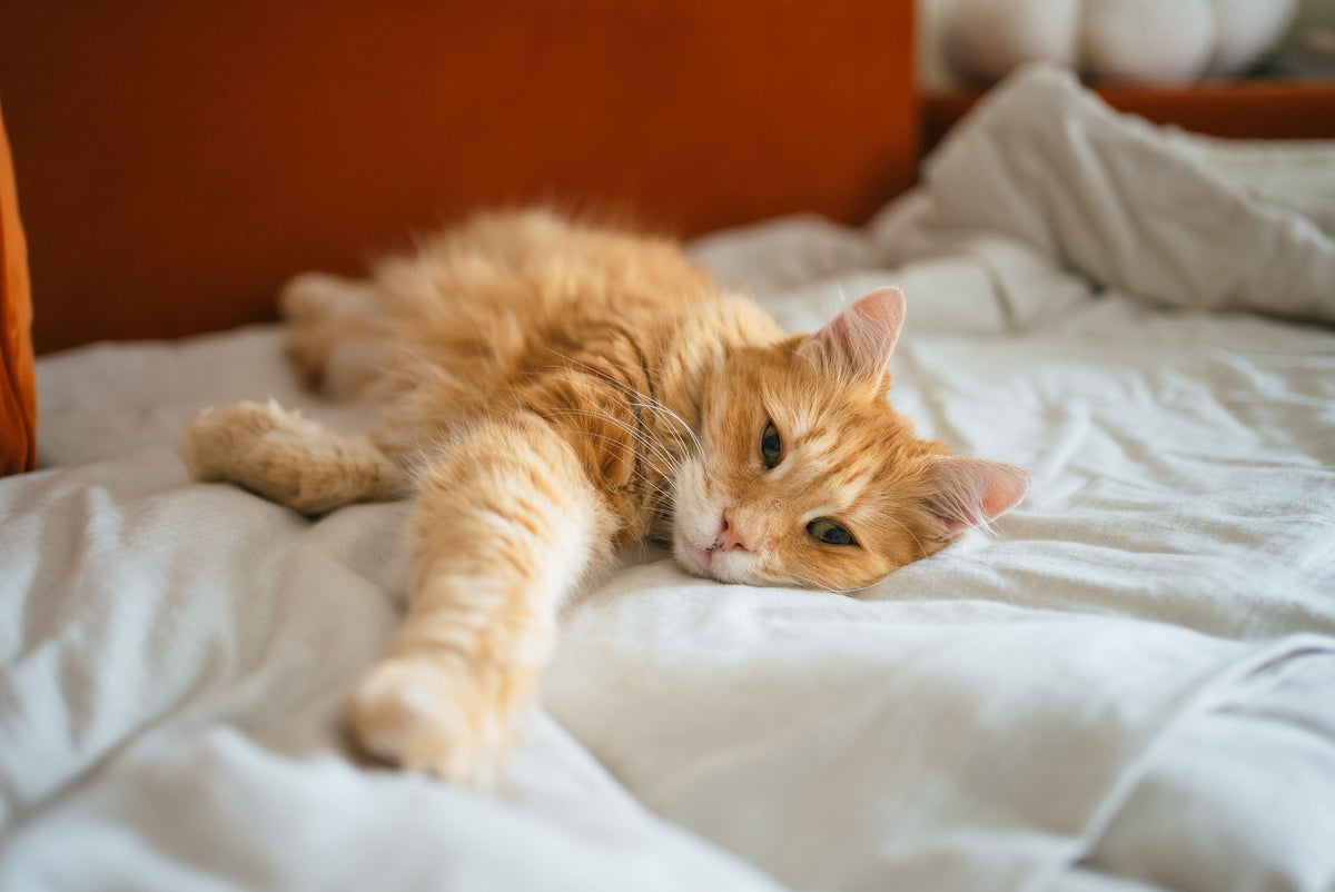 Orange long-haired cat lying on a bed with one front paw stretched forward.