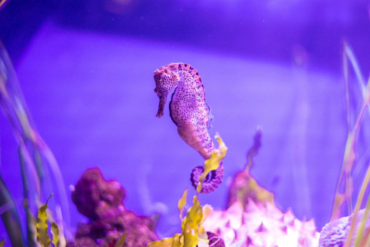 Seahorse in a purple-lit aquarium with its tail curled around underwater vegetation.