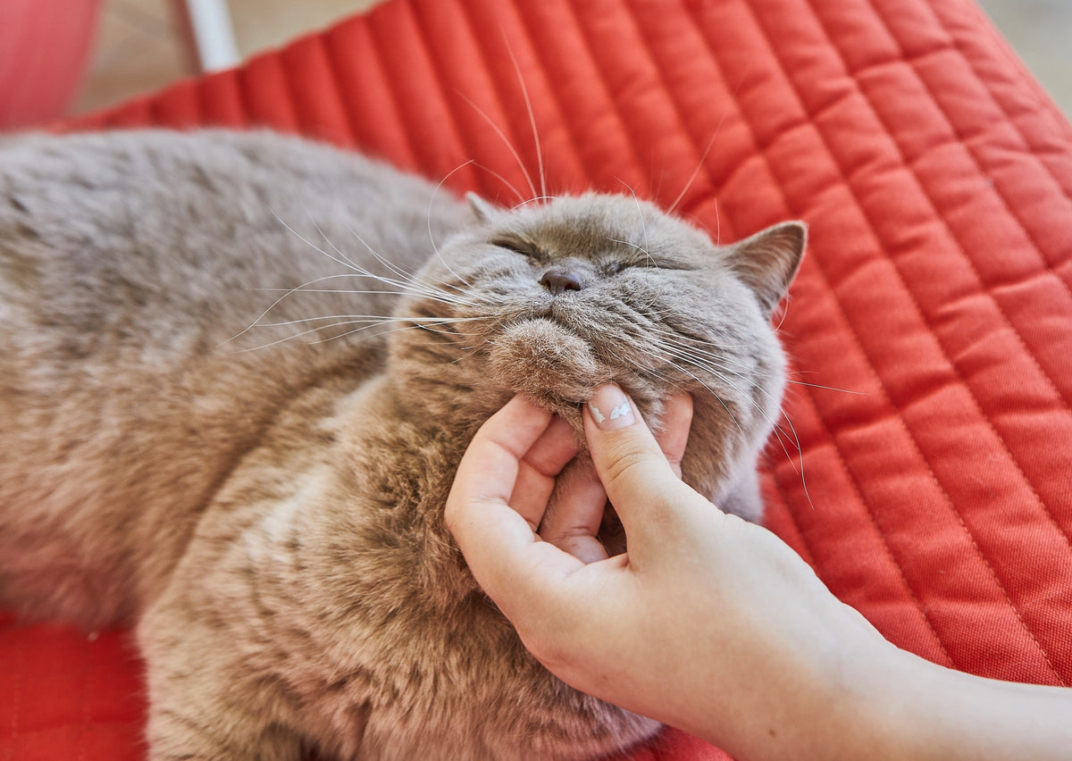 Grey cat resting with its eyes closed while a person scratches beneath its chin.