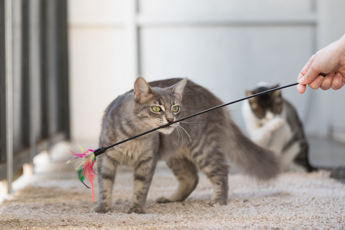 Long-haired tabby cat playing with a feather wand while another cat watches in the background.