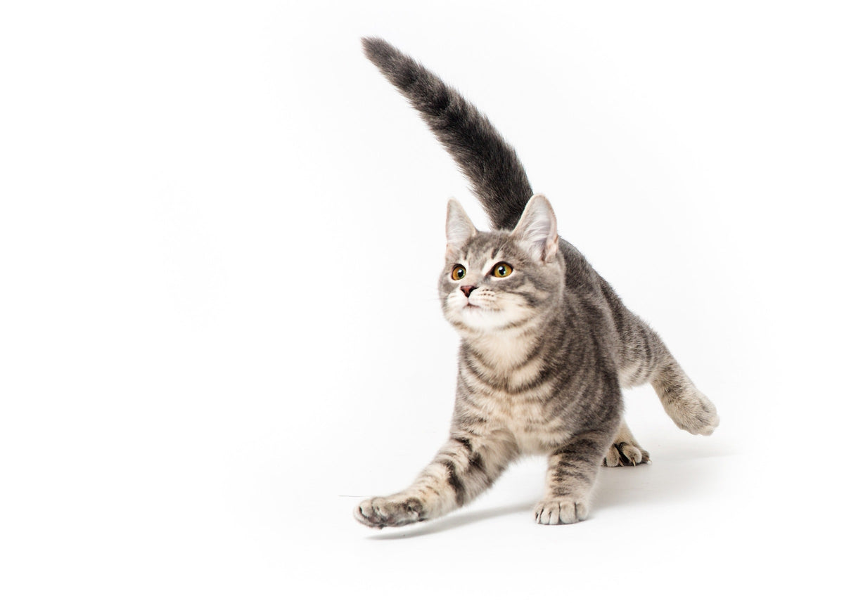 Grey tabby cat stretching forward with its tail held upright against a white background.