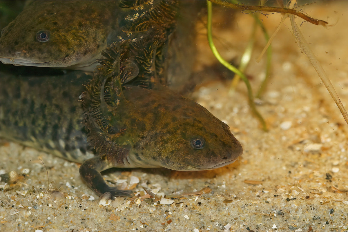 Two dark axolotls resting on a sandy underwater bottom.