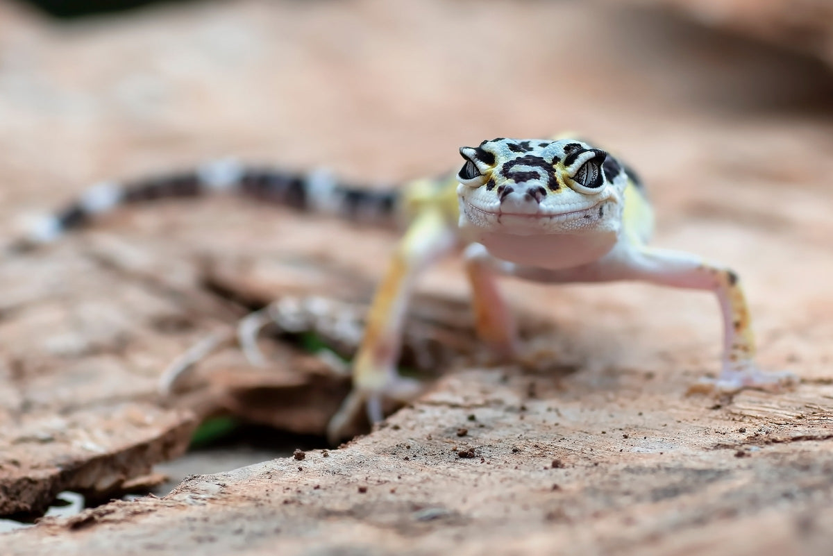 Small spotted gecko standing on a piece of bark.