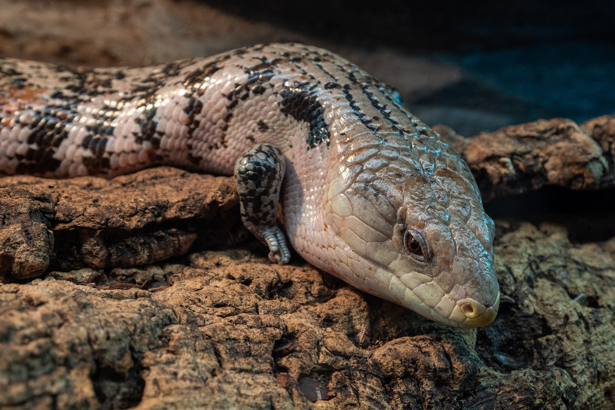Close-up of a broad-headed skink resting on bark.