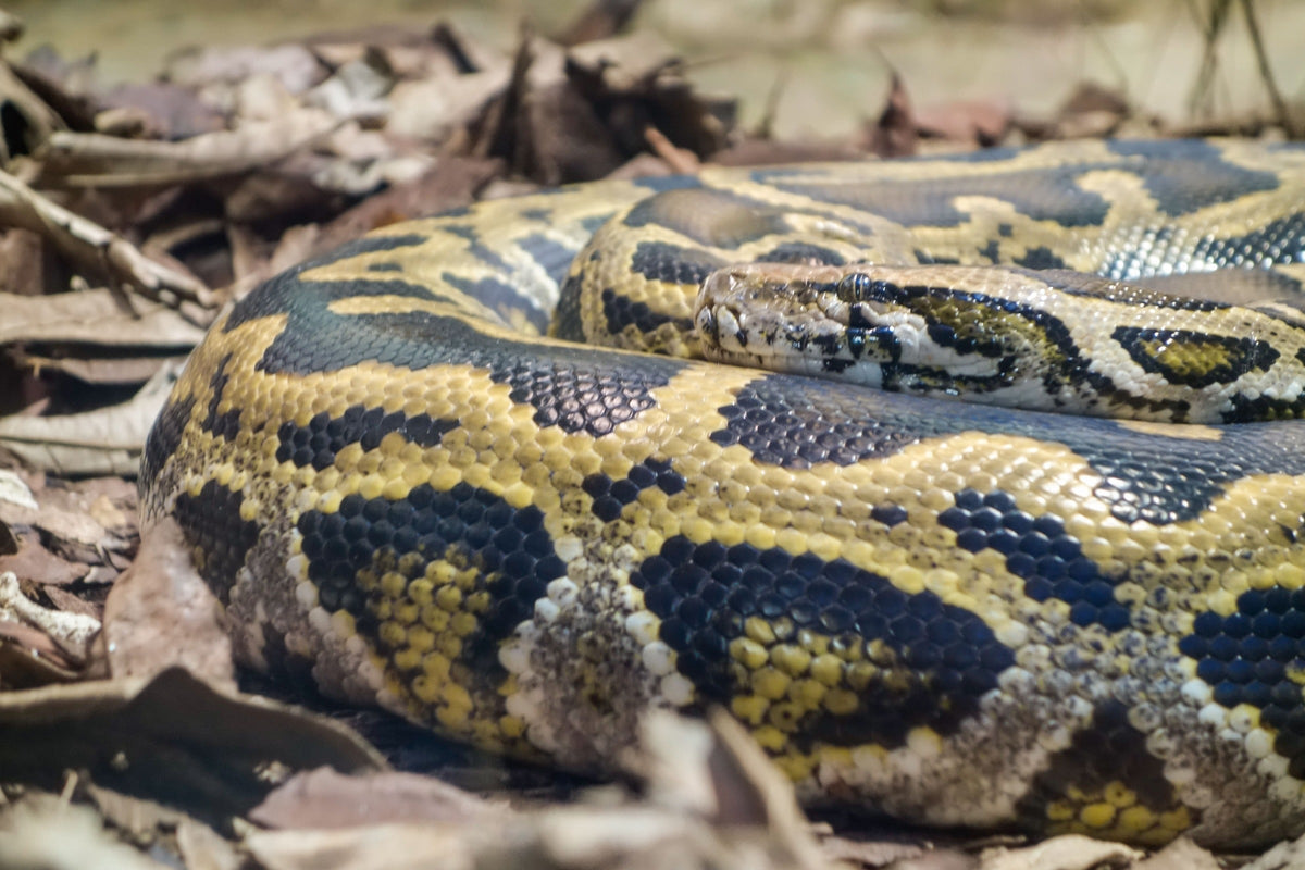 Yellow-and-dark patterned python coiled on dry leaves.