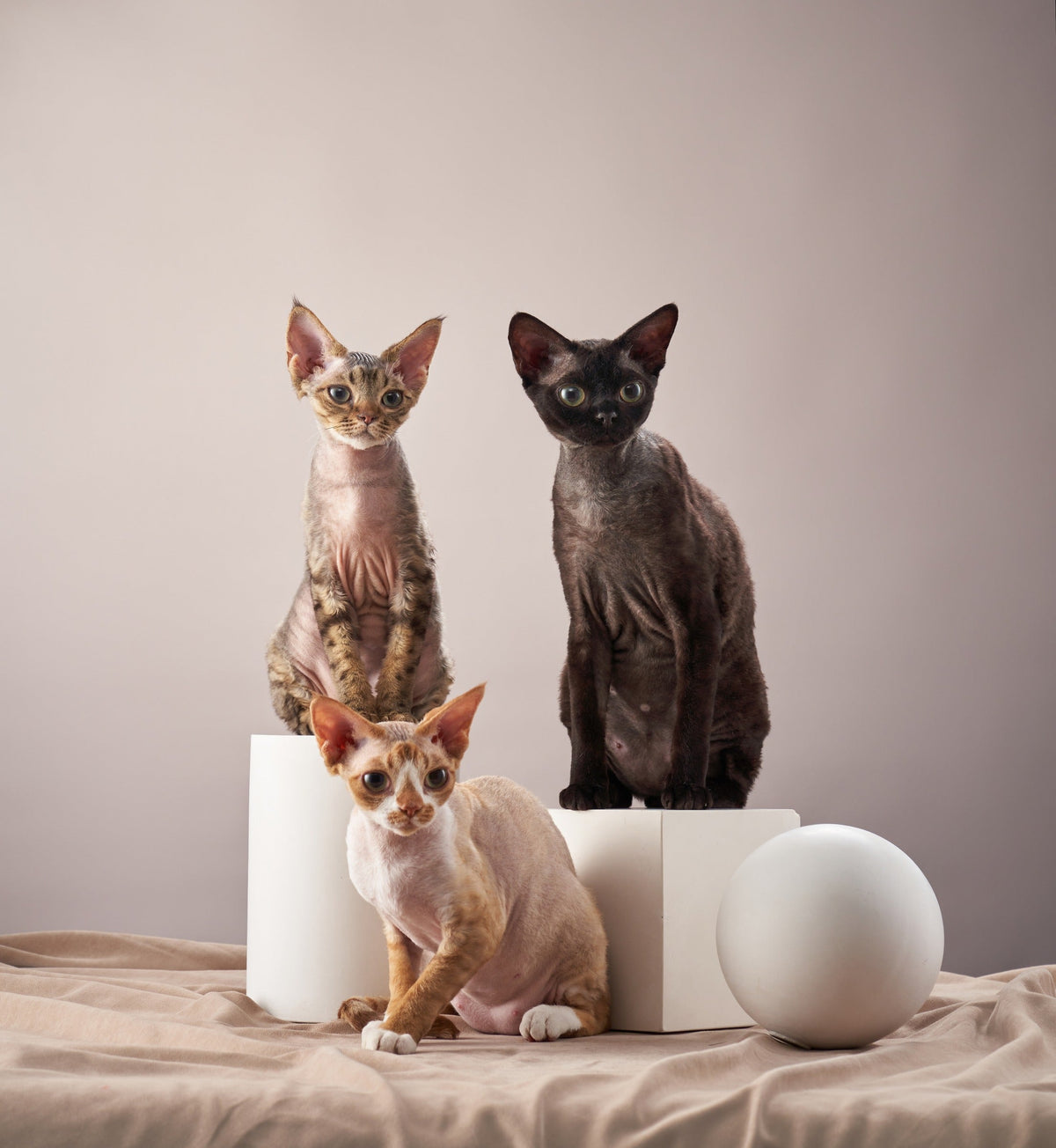 Three slender cats with large ears posed beside white geometric props.
