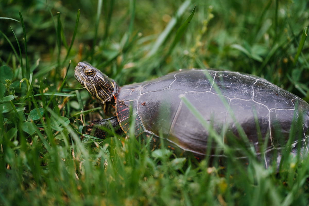 Turtle resting among green grass.