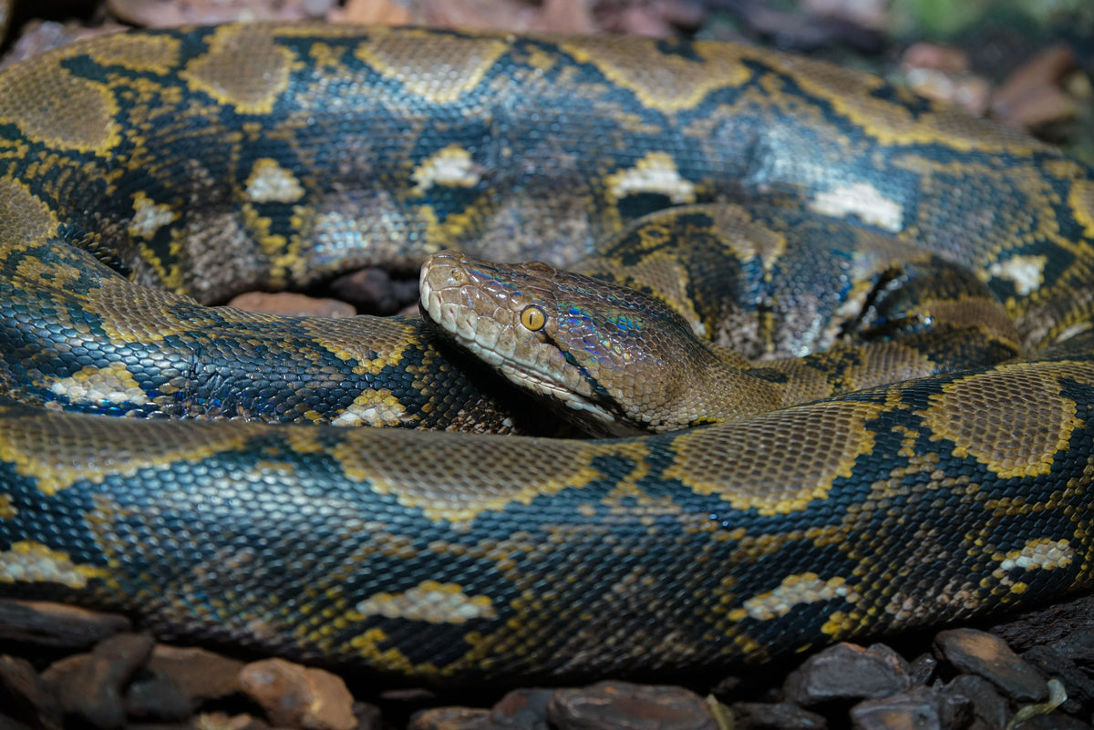 Patterned python coiled on small stones.