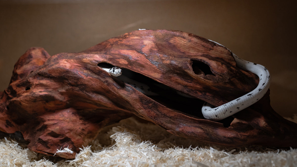 White snake with dark markings winding through a hollow wooden hide on bedding.