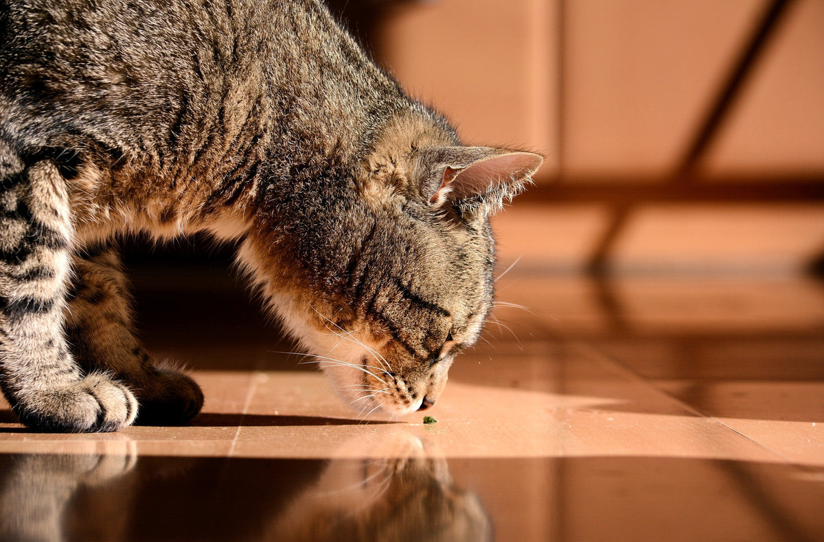 Tabby cat sniffing a small object on a tiled floor.