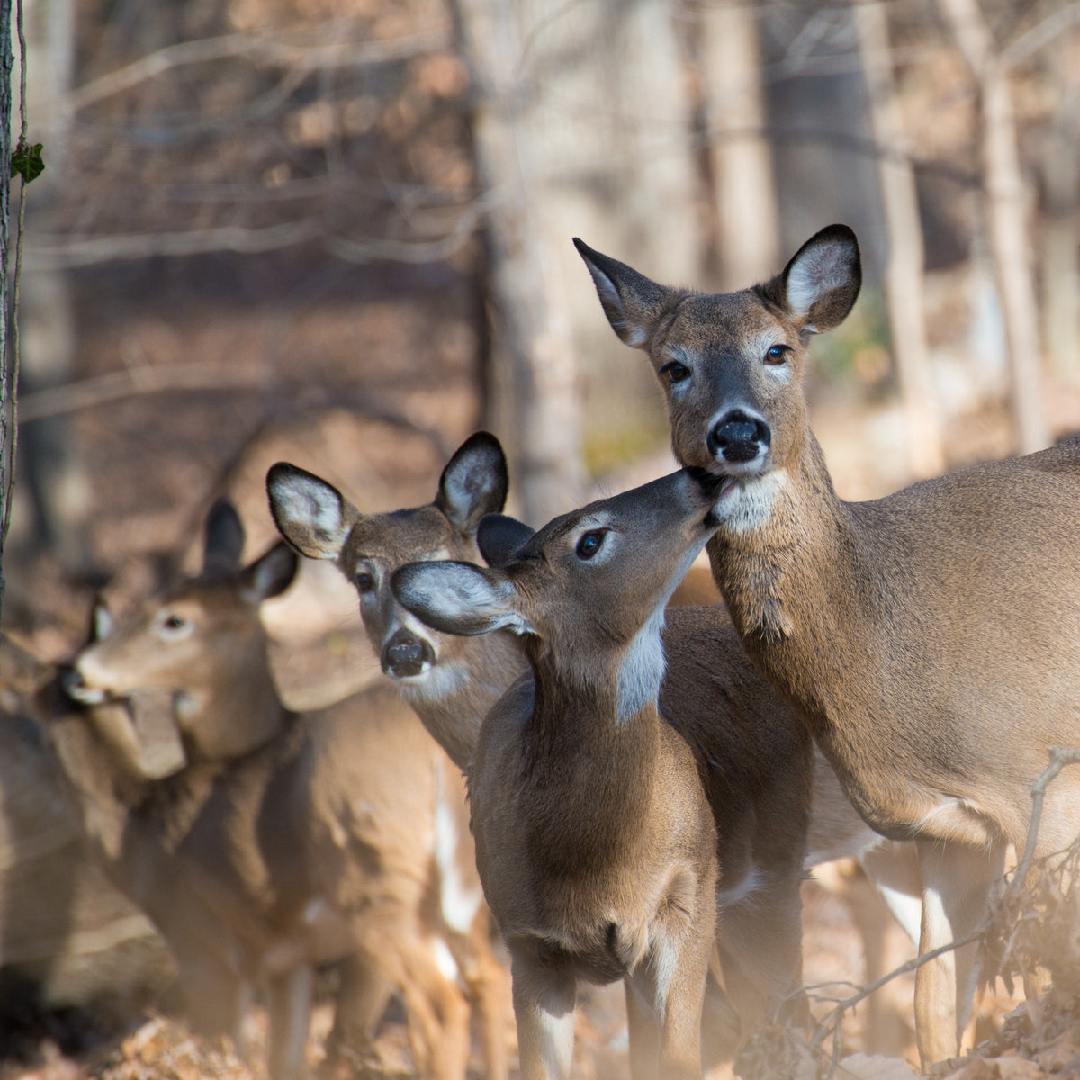 Three deer standing close together in a wooded area.