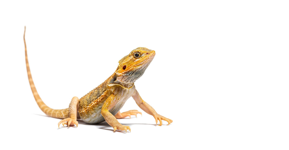 Small golden-brown bearded dragon standing against a white background.