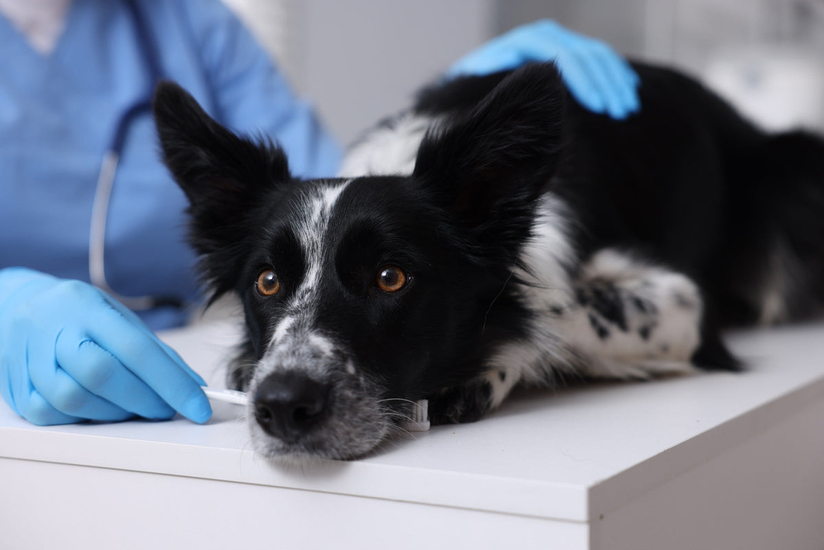 Black-and-white dog lying on a veterinary table beside a toothbrush held by a gloved person.