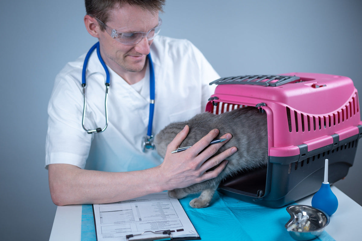 Veterinary professional examining a grey cat beside an open pink pet carrier.