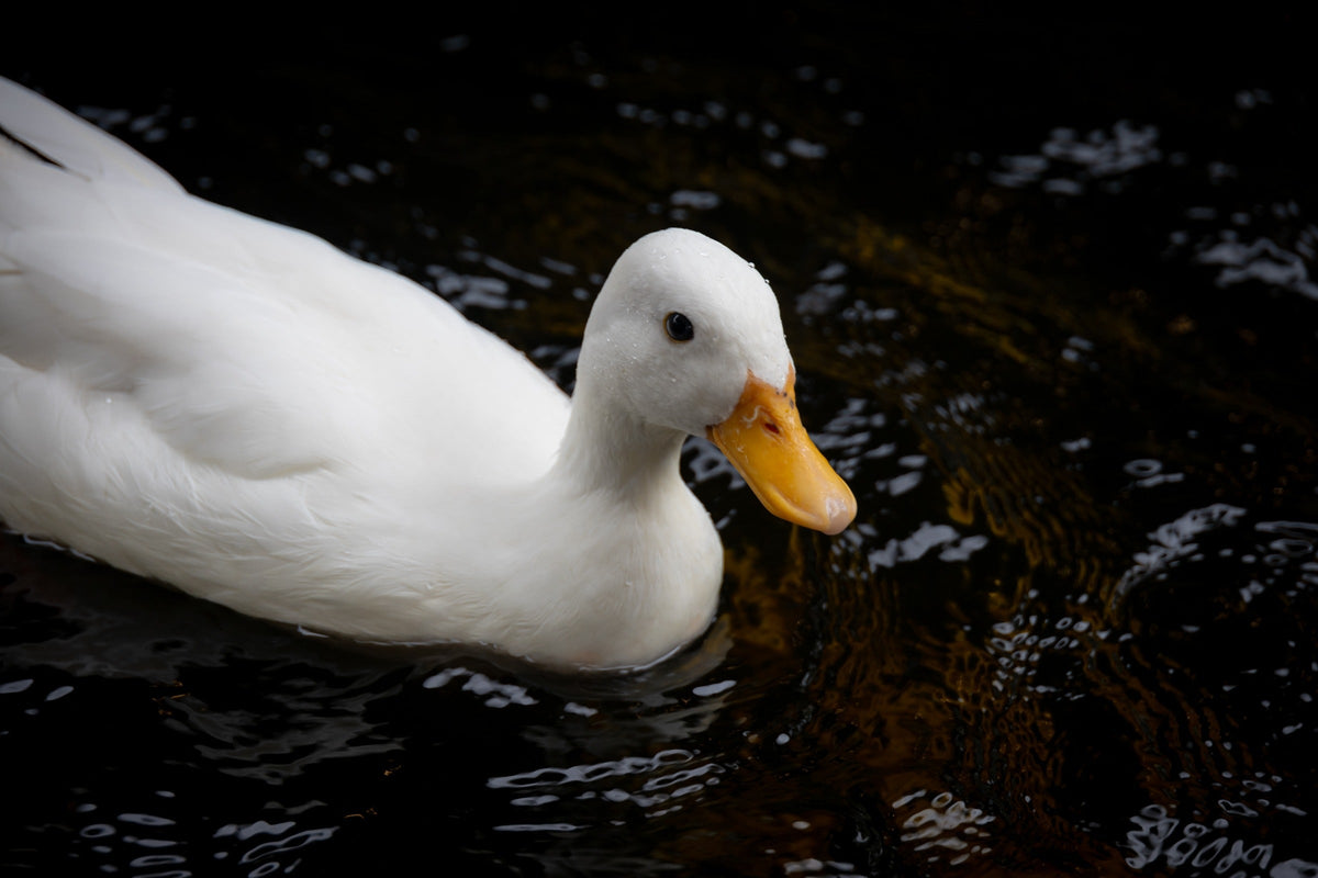 White duck with a yellow bill swimming on dark water.