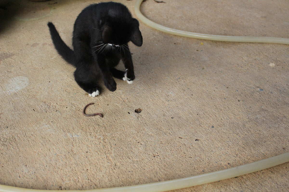 Black-and-white kitten looking down at an earthworm on a concrete surface.