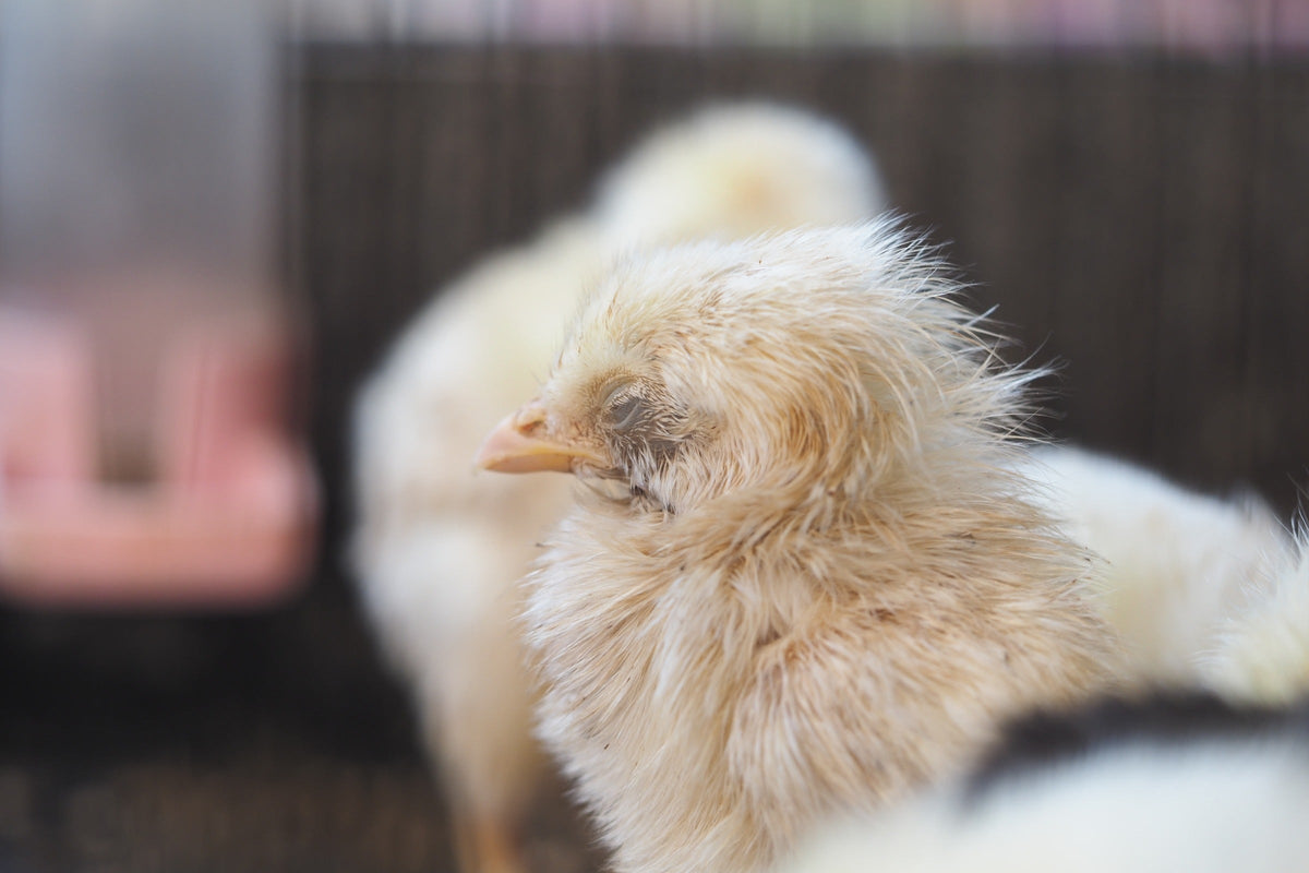 Close-up of a pale fluffy chick with other chicks behind it.