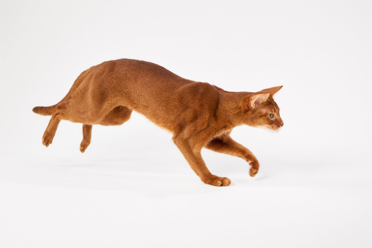 Reddish-brown cat leaping forward against a white background.
