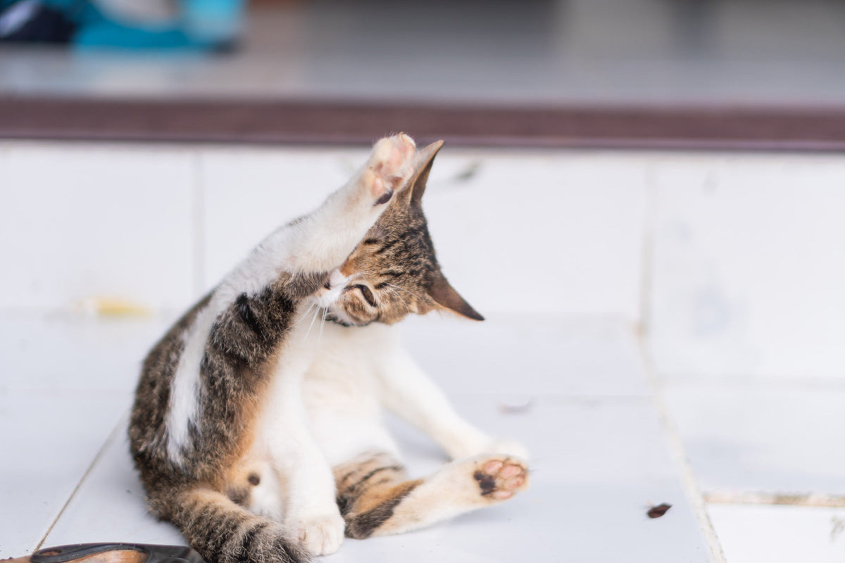 Tabby-and-white cat grooming its body with one hind leg raised.