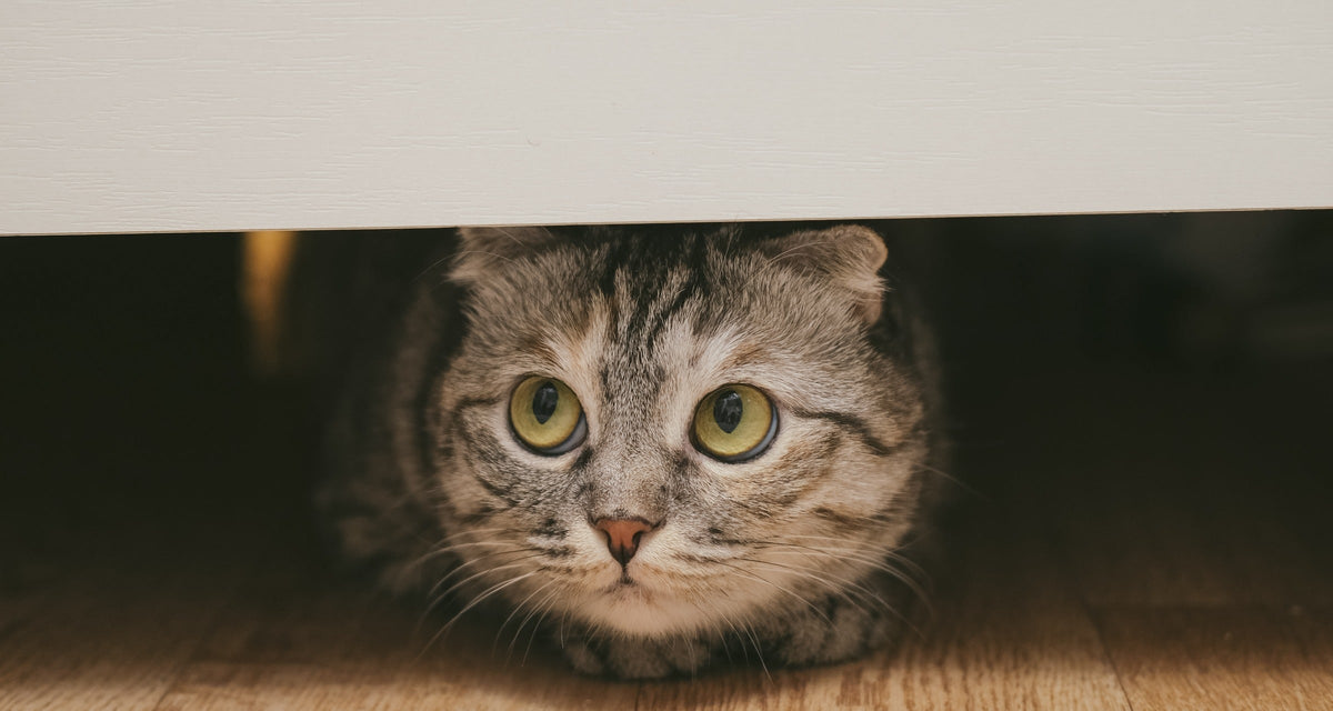 Tabby cat crouching beneath furniture and looking out.
