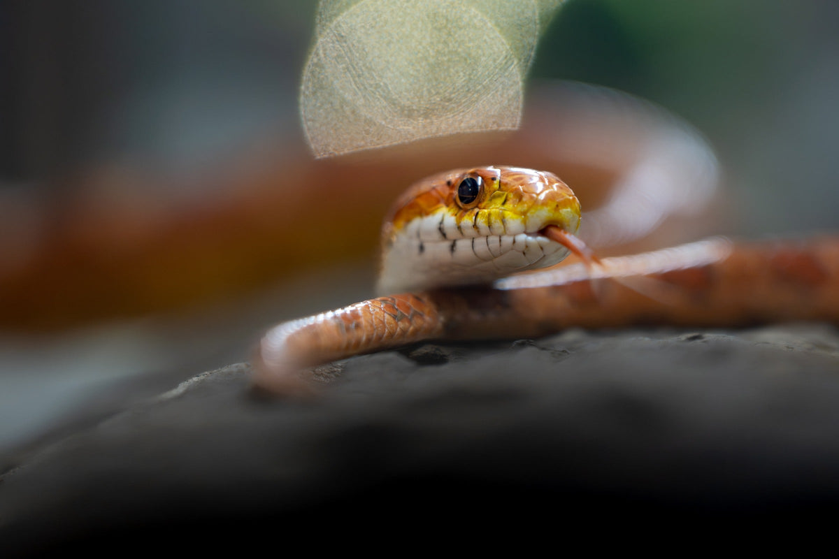 Close-up of an orange-and-white snake extending its forked tongue.