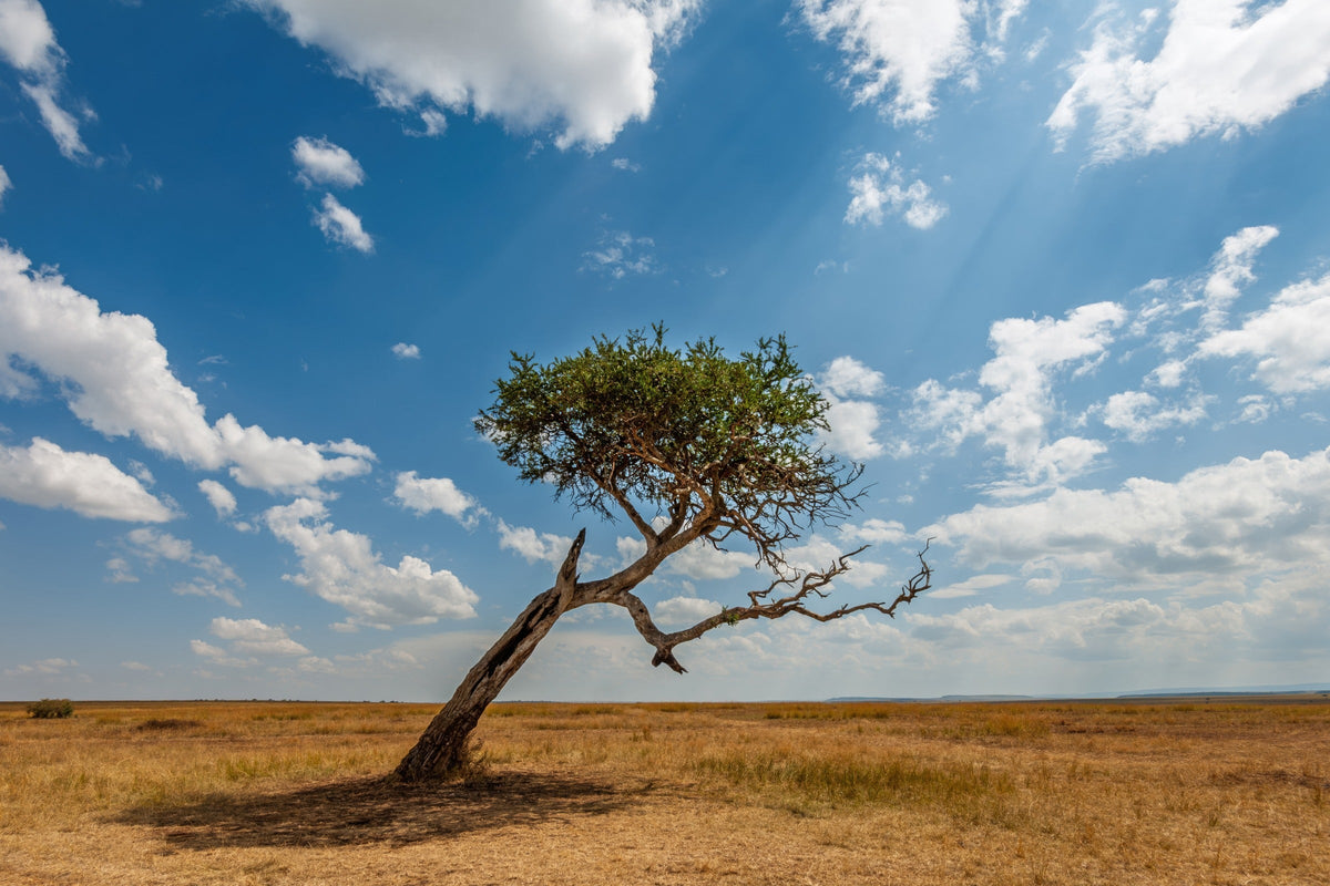 Lone tree in open dry grassland beneath a blue sky with white clouds.